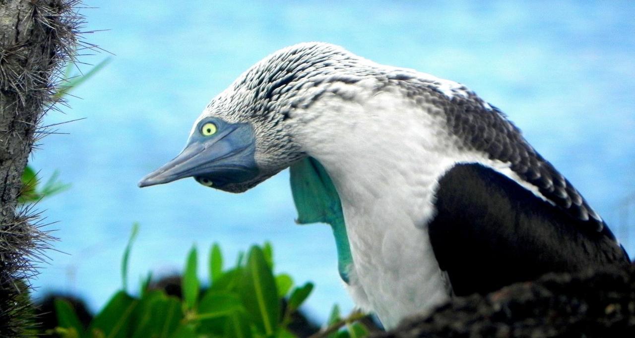 Cormorant Beach House Bed & Breakfast Puerto Villamil Exterior photo